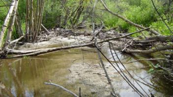 Scott River French Creek