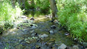 Scott River Miner Creek 1