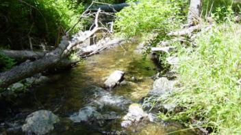 Scott River Miner Creek 2