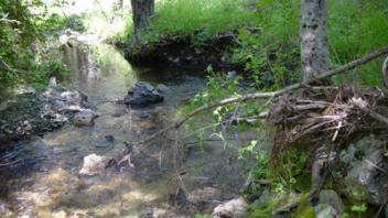 Scott River Miner Creek 4