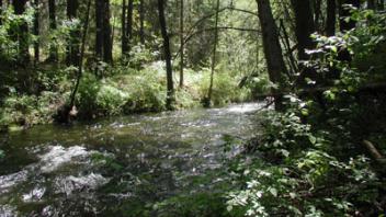 Scott River Sugar Creek