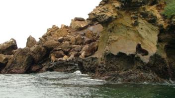 Sea Lions in Potato Harbor