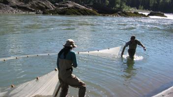 Seining in the Skeena River