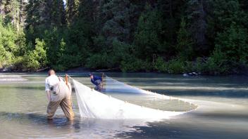 Seining of Side Channel Creek