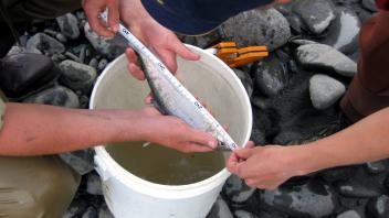 Small steelhead being measured after being caught in the sein