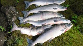 5 fish