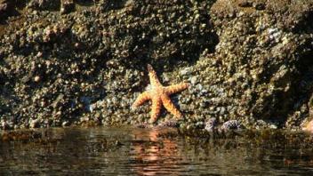 Starfish, Santa Cruz Island, Channel Islands National Park