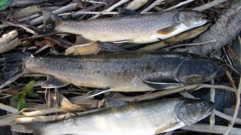 three fish