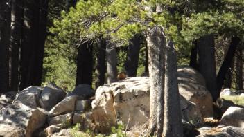 Tuolumne Meadows