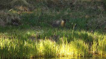 beaver in grass next to water