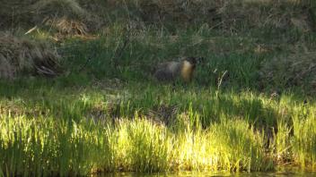 Tuolumne Meadows