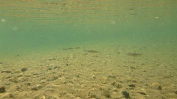 Tuolumne Meadows