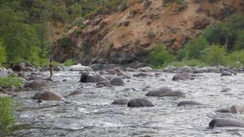 Tuolumne River Field Trip