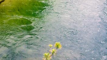 still green water