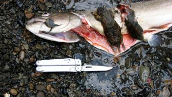 Two Meadow Voles found in the stomach of this Bull Trout