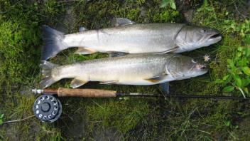 Two bull trout with fly rod