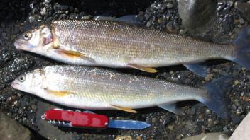 Two whitefish