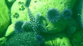 Underwater Life, Santa Cruz Island, Channel Islands National Park