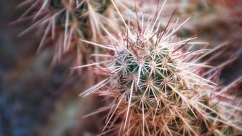 closeup of cactus plant