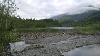 beaver pond