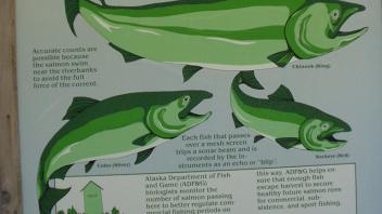 fish infographic