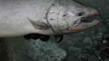 chinook