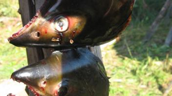 chum totem