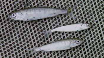 coho,sockeye,chum fish 