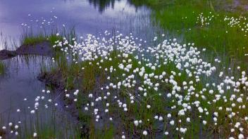 cottongrass