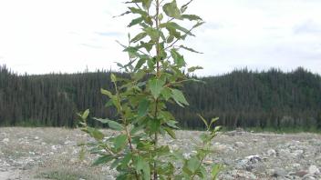 cottonwood