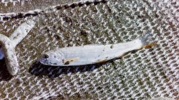 dolly varden