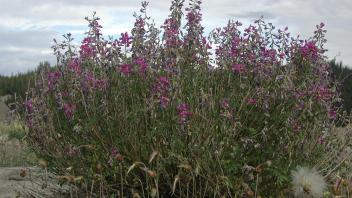 epilobium