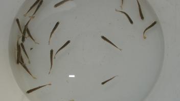 fish in bucket