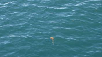 flower in ocean