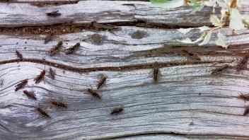 grasshoppers
