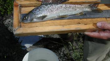 grayling 2