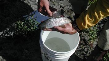 grayling