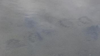 grizzly tracks