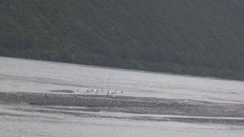 gulls on shore