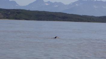 harbor seal