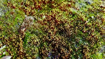 miles glacier, moss
