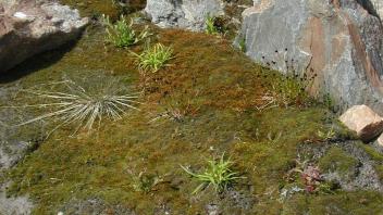 moss lichen