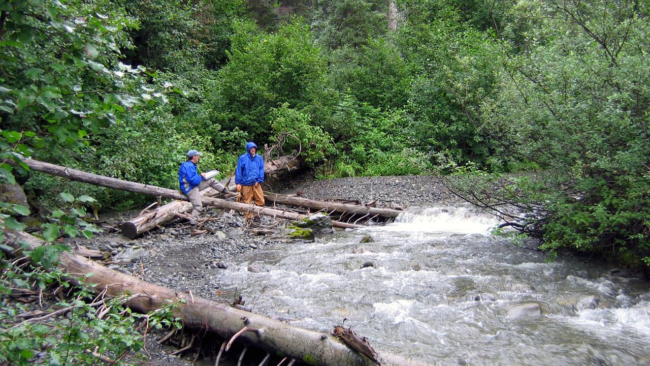 Birthday Jack Creek, with large woody debris in channel