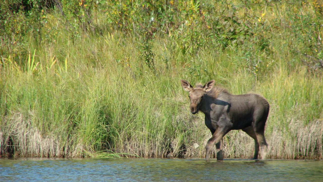 Moose Calf