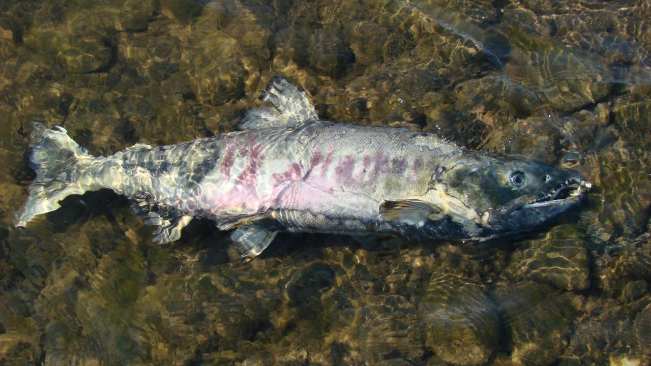 fish