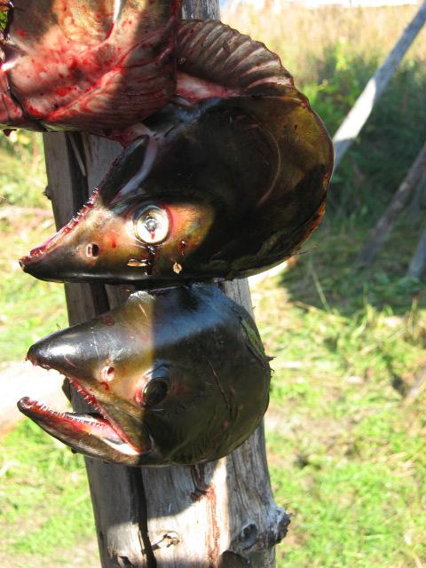 chum totem1