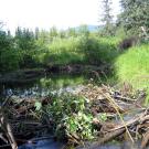 Active Beaver Dam