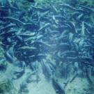 underwater snorkeling