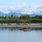 Kobuk