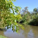 Putah Creek Field Day